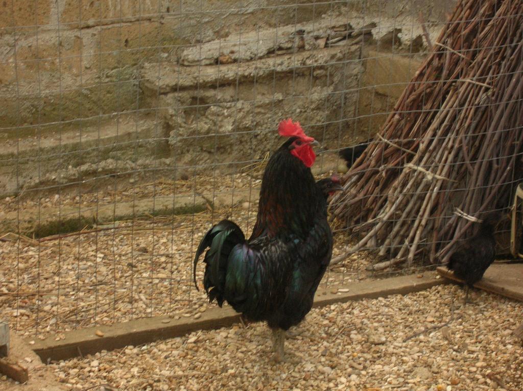 Séjour à la ferme La Sosta Pescia Romana