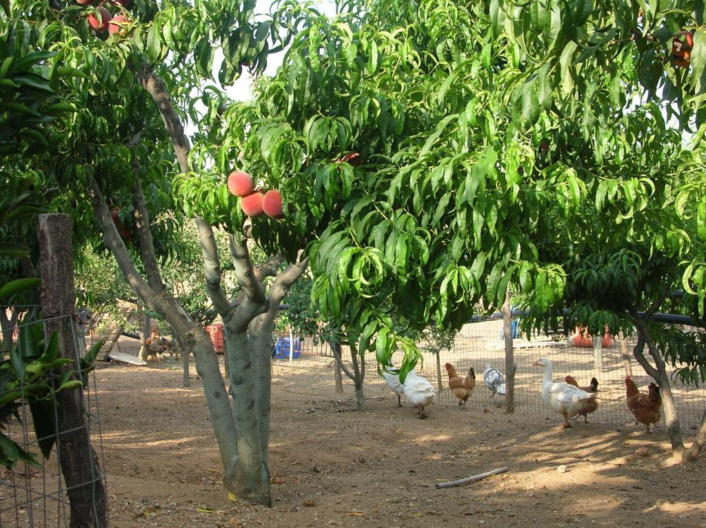 La Sosta Vakantieboerderij Pescia Romana