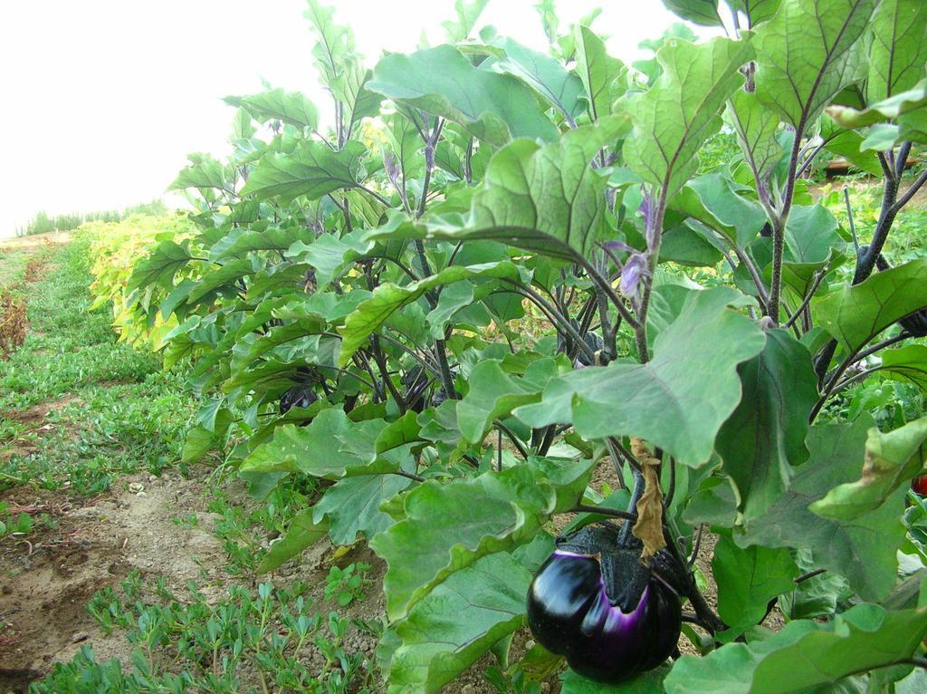 La Sosta * Pescia Romana